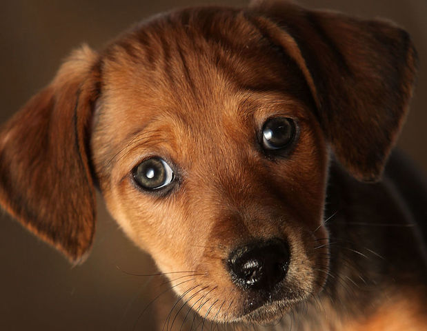 Outbreak of human Campylobacter linked to pet store puppies