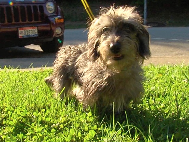 Pima Animal Care Center hosts microchip clinic - KGUN9.com
