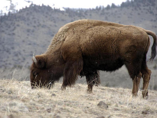Govt. considering the bison as national mammal