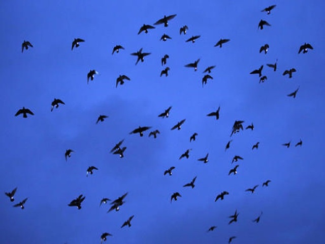 2,000 LED-tagged pigeons stage show in NYC sky