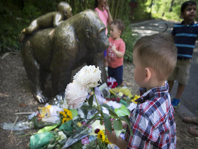 Cops investigate gorilla's killing
