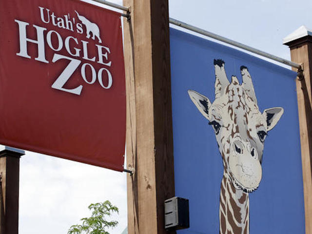 Leopard escapes enclosure at Salt Lake City zoo
