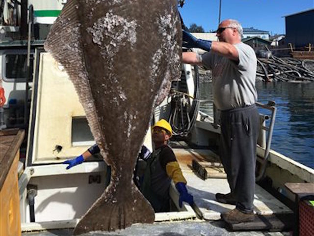 Alaska fishermen snag eight-foot-long, 396 pound halibut