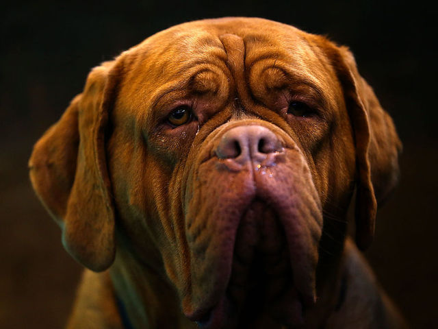 Virginia man arrested after 21 dogs found dead in home has animal cruelty history
