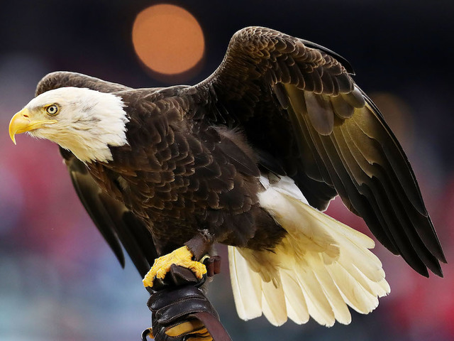 Man admits to killing bald eagle by shooting, running over it with 4-wheeler