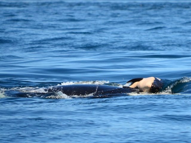An endangered orca is sick and starving. Biologists are racing to find it